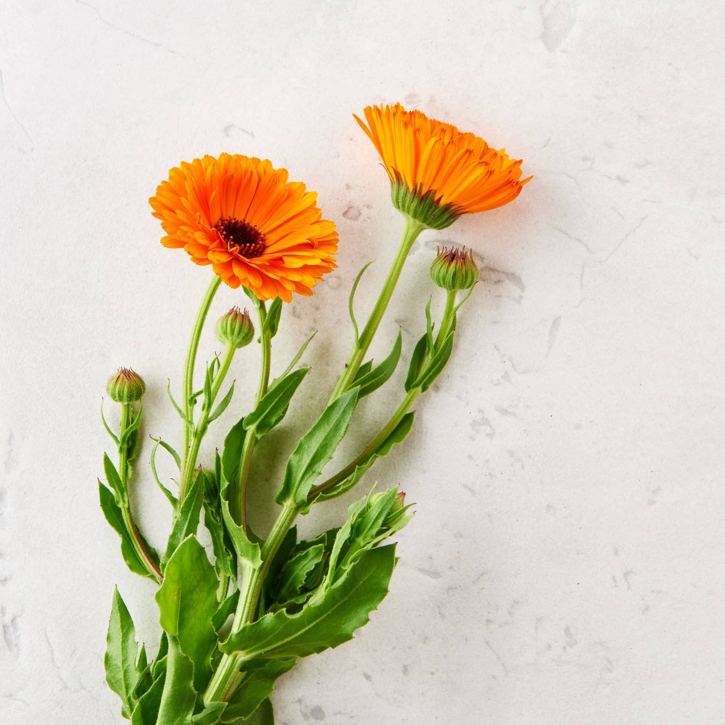 Substance - Natural Sun Care Creme Matter Company